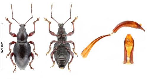 Réf. 306 019 : Otiorhynchus putoni